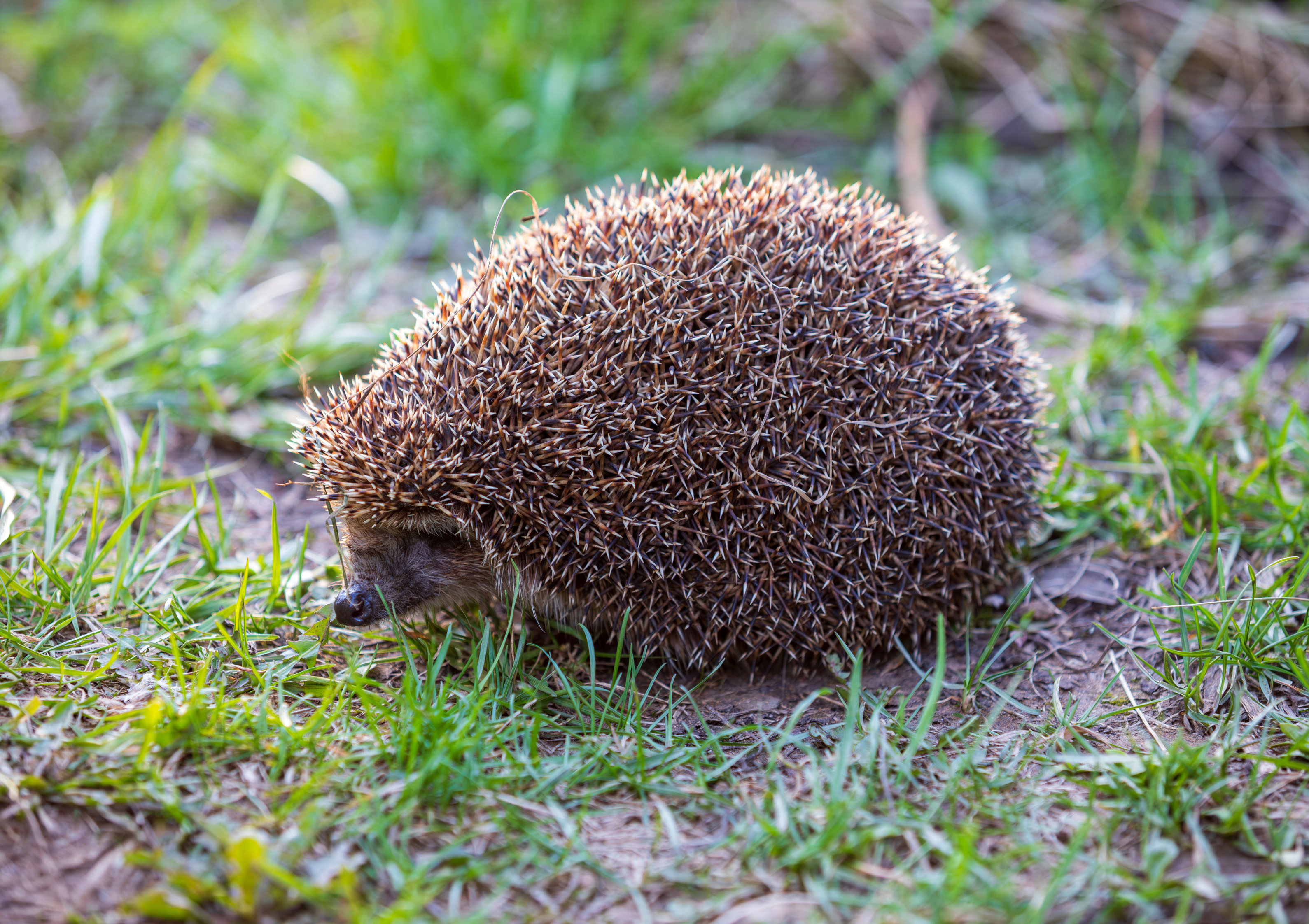 17 Österreichischer Tierschutzverein