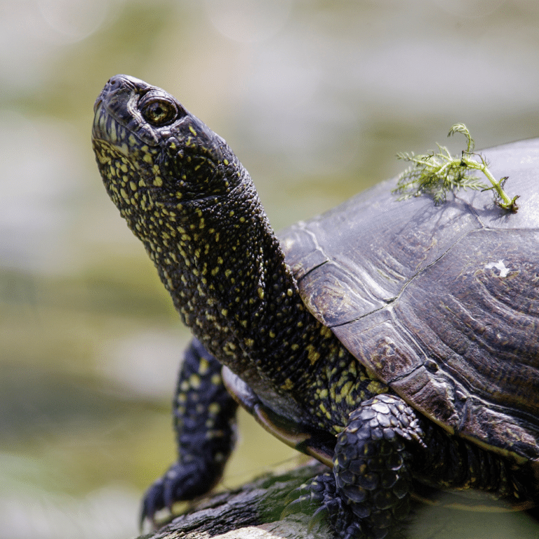 Österreichsicher Tierschutzverein - Kampagnen: Artenschutz