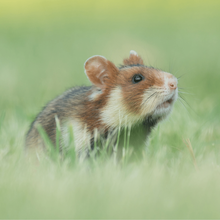 Österreichsicher Tierschutzverein - Kampagnen: Artenschutz