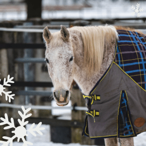 Österreichischer Tierschutzverein - Weihnachtsaktion: Erfüllst du den Herzenswunsch von Valewska?