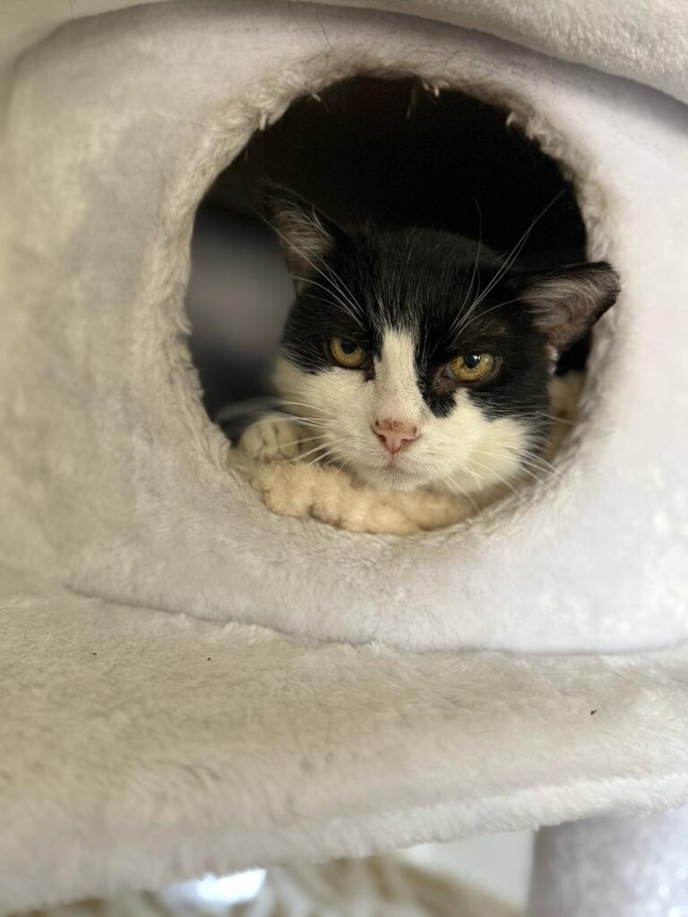 Österreichischer Tierschutzverein-Happy Ends: Kater Prinzi