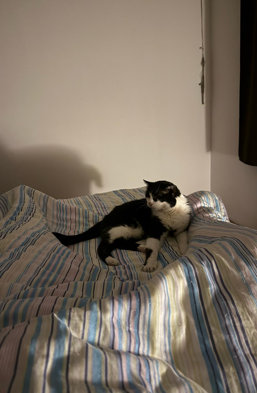 Österreichischer Tierschutzverein-Happy Ends: Kater Prinzi