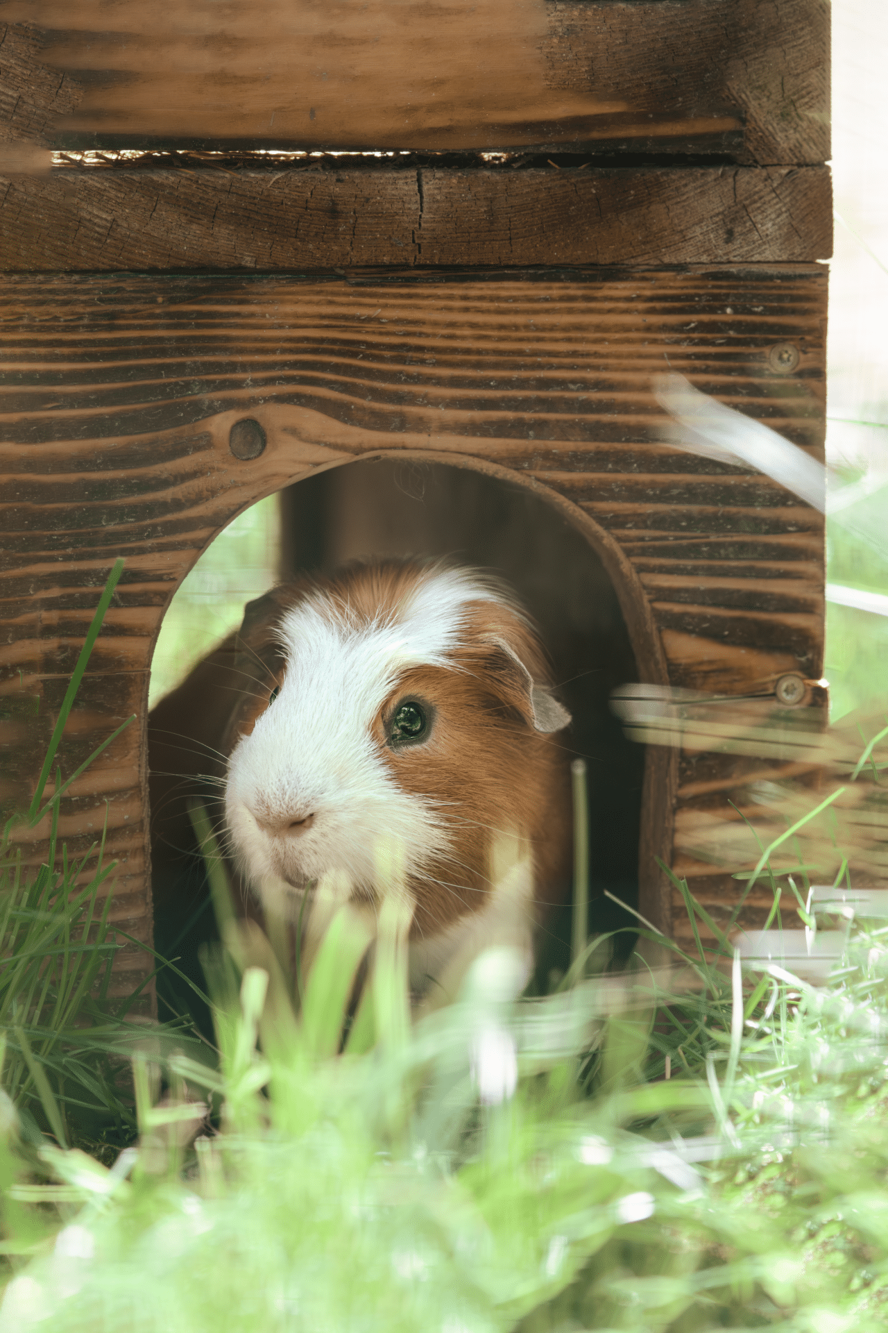 Österreichischer Tierschutzverein 8 3 Österreichischer Tierschutzverein