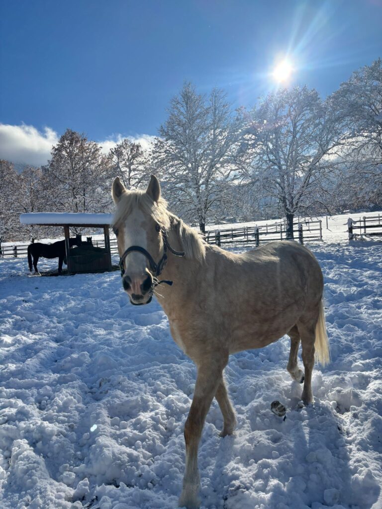 Belgische Reitpony-Stute Vanilla© OeTV