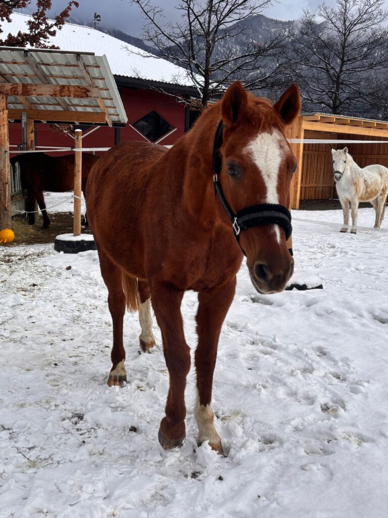 Reitpony-Stute Bella © OeTV