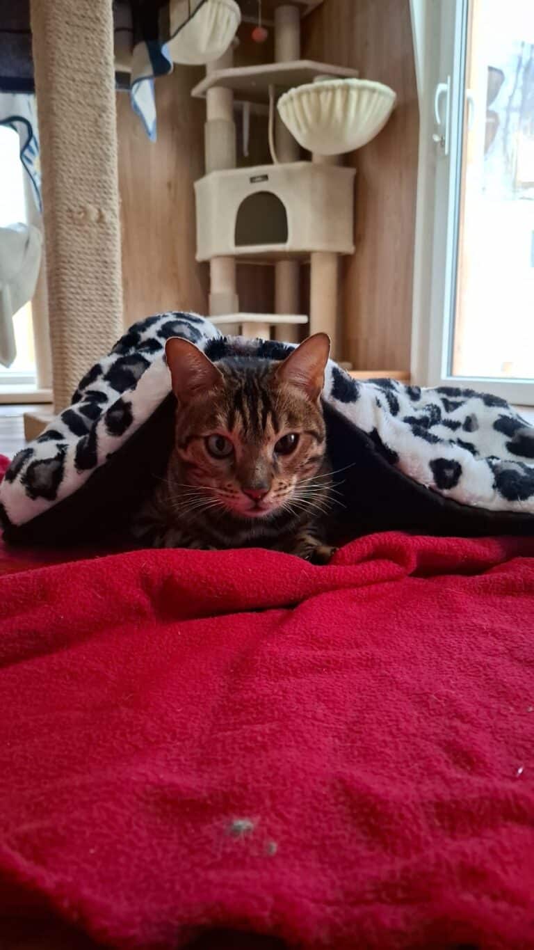 Bengalkatze Diego ©OTV