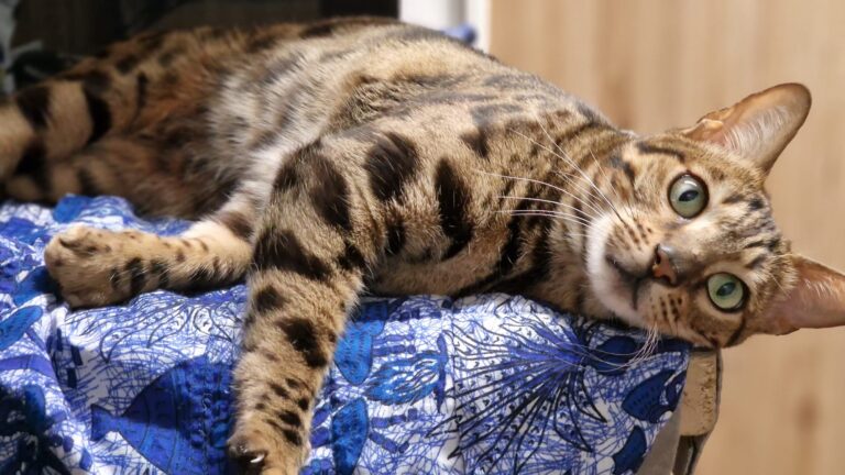 Bengalkatze Diego©ÖTV
