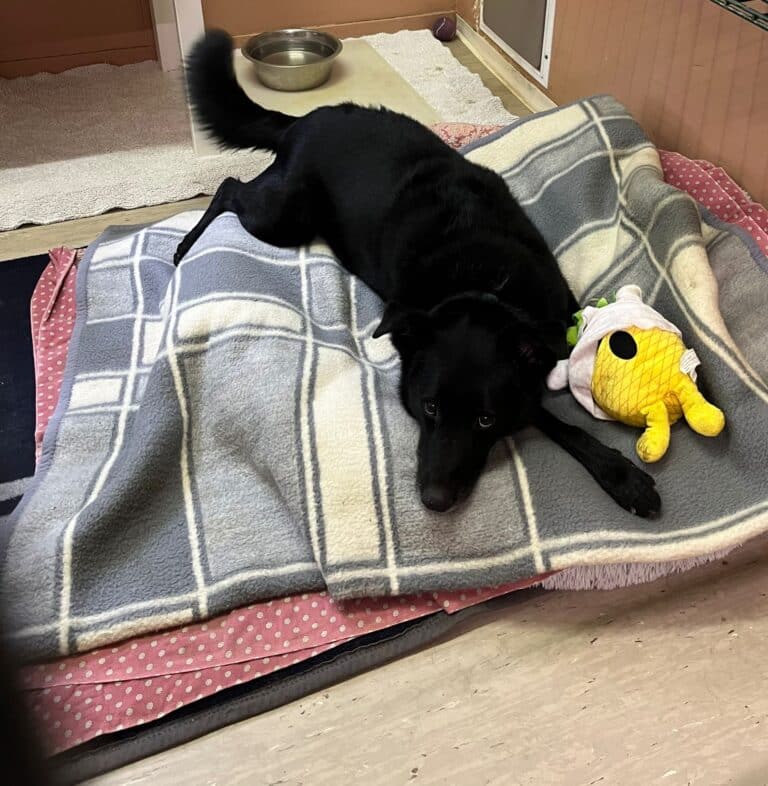 Hund Blacky ©OeTV