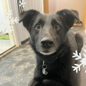 Österreichischer Tierschutzverein - Weihnachtsaktion: Erfüllst du den Herzenswunsch von Blacky?