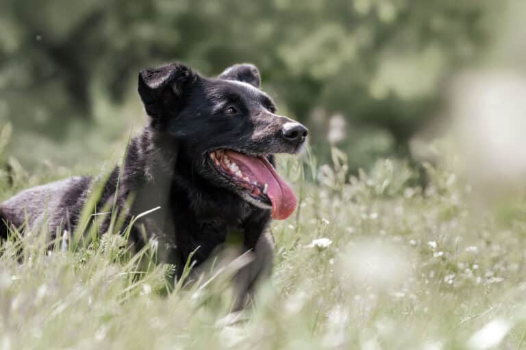 Österreichischer Tierschutzverein-Tiervermittlung: Zweite Chance für Blacky