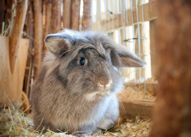 Kaninchen Brokkoli © Österreichischer Tierschutzverein