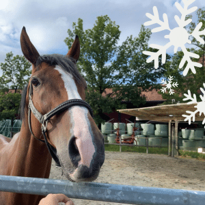 Österreichischer Tierschutzverein - Weihnachtsaktion: Erfüllst du den Herzenswunsch von Buddy?