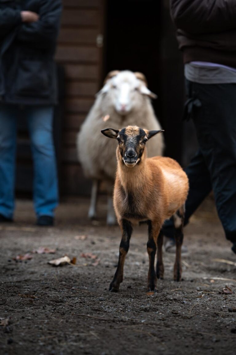 Camp Tierschutz Kamarunziege © Öster.Tierschutzverein