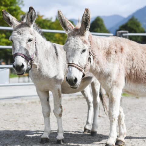 Österreichischer Tierschutzverein - in Betreuung: Emil und Pauli