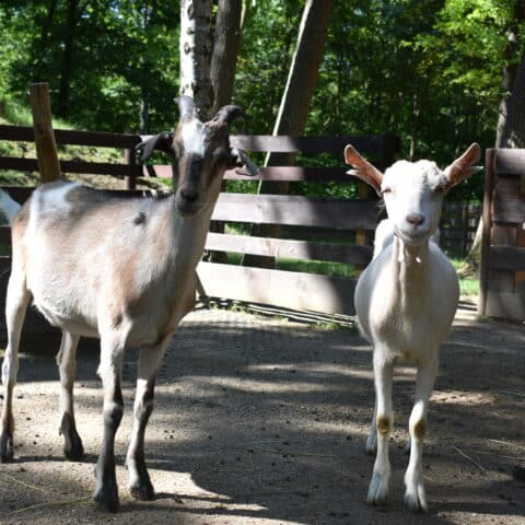 Österreichischer Tierschutzverein - Tiervermittlung: Die frech fröhlichen Ziegen-Jungs Ferdi und Seppi