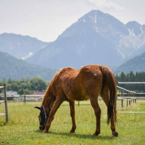 Österreichischer Tierschutzverein - in Betreuung: Marana und Valewska