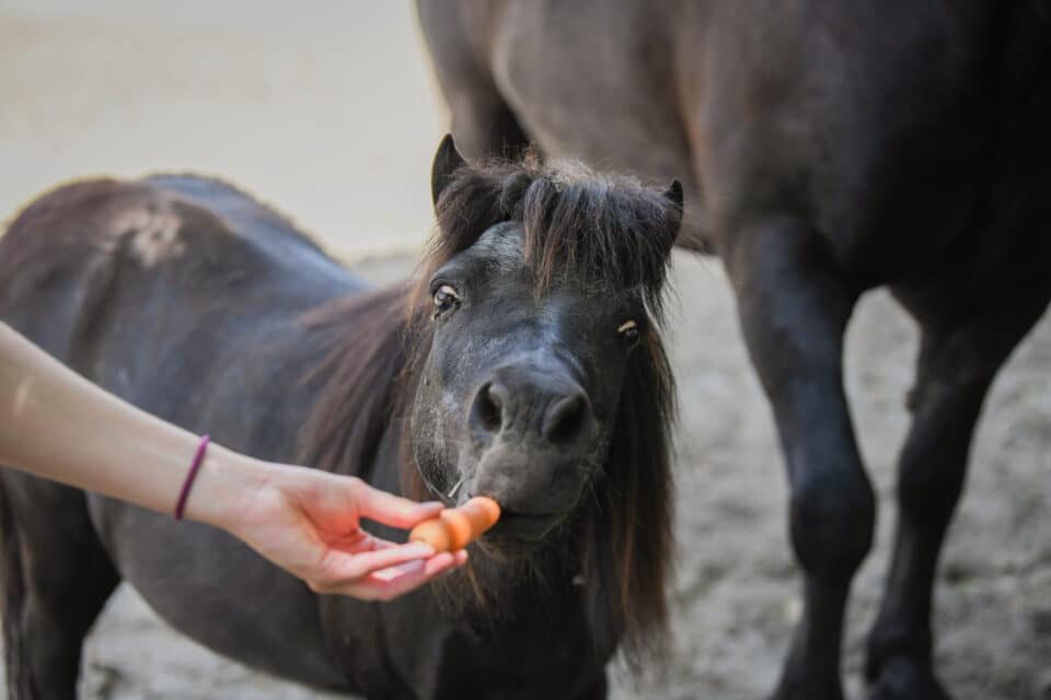 Pferdeklappe-Unternehmen: Pony frisst Karotte aus Hand