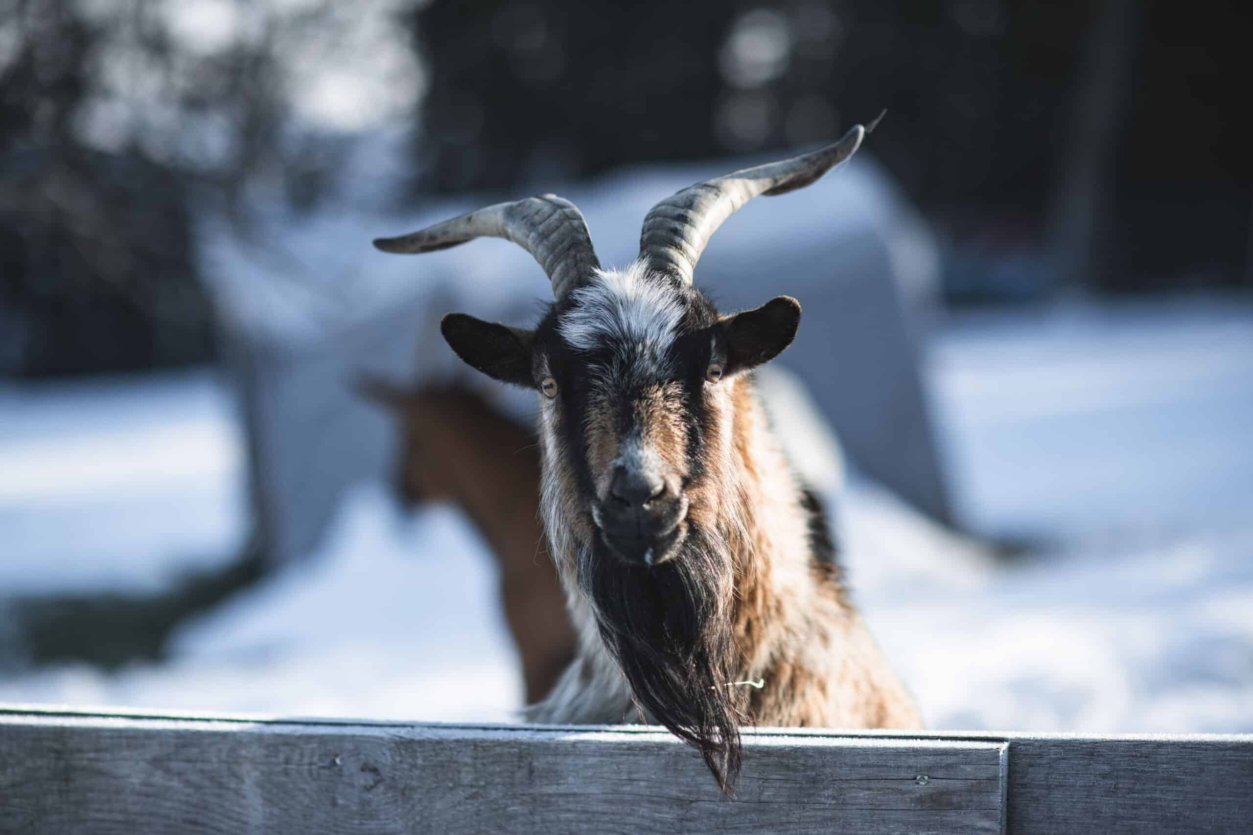 Österreichischer Tierschutzverein- Events: Adventmarkt Assisi-Hof Stockerau