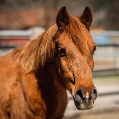 Österreichischer Tierschutzverein - in Betreuung: Araber Marana