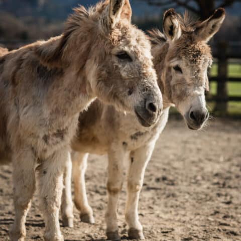 Österreichischer Tierschutzverein - in Betreuung: Emil und Pauli