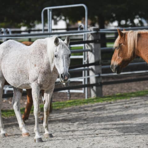 Österreichischer Tierschutzverein - in Betreuung: Marana und Valewska