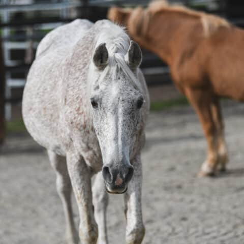 Österreichischer Tierschutzverein - in Betreuung: Marana und Valewska