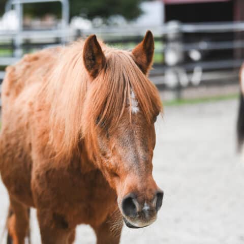 Österreichischer Tierschutzverein - in Betreuung: Marana und Valewska