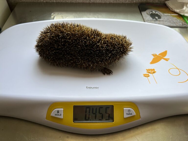 Geschwächter Igel auf Waage © ÖTV
