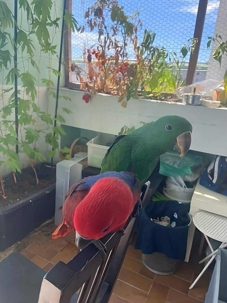Edelpapagei Malou (rot) mit Bruder Igor (grün) ©OeTV