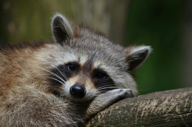 Eingeschleppt Waschbär pexels-pixabay-54602