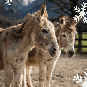 Österreichischer Tierschutzverein - Weihnachtsaktion: Erfüllst du den Herzenswunsch von Emil und Pauli?
