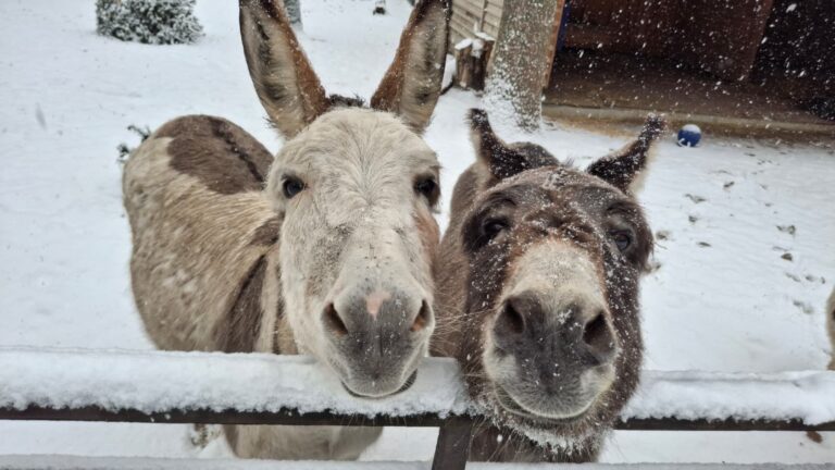 Esel Aristoteles & Mädi © Österreichischer Tierschutzverein