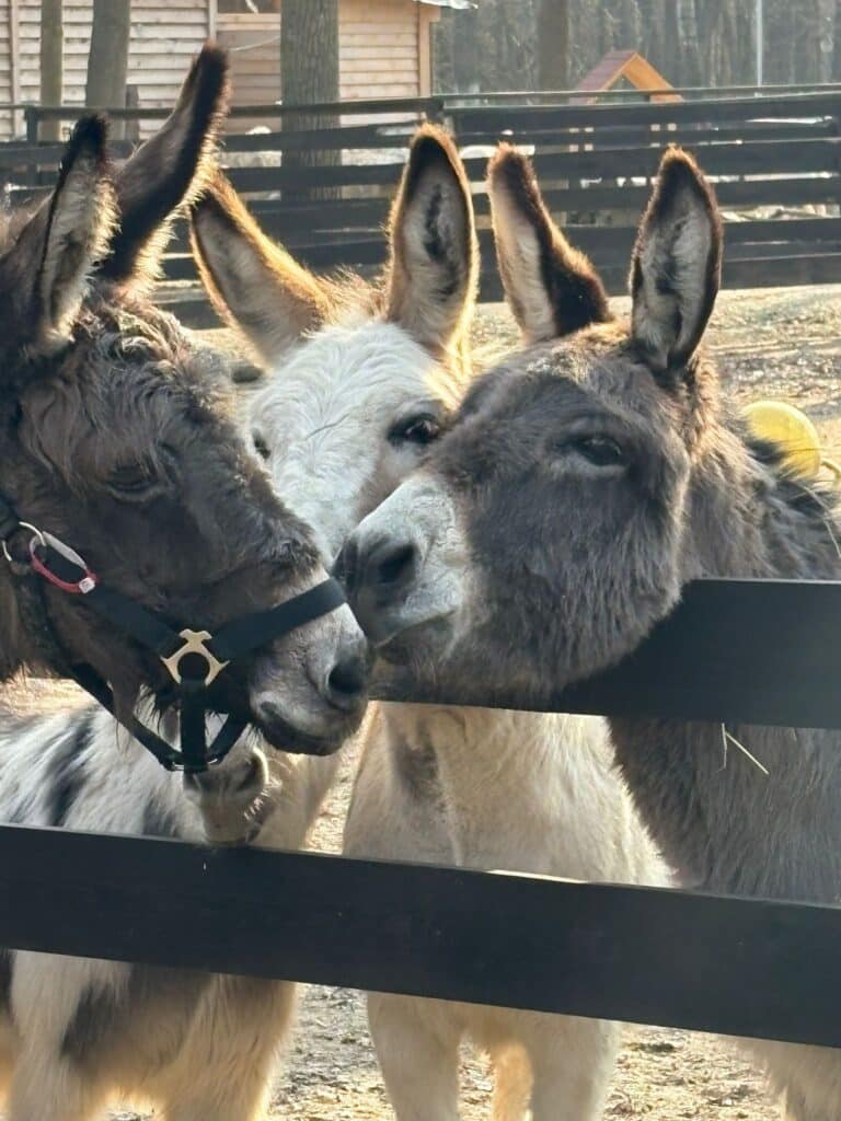 Esel-Oma Mary bei Rückkehr © Österreichischer Tierschutzverein