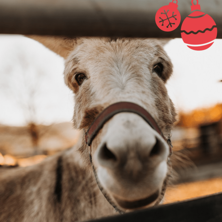 Österreichischer Tierschutzverein - Weihnachten: Erfüllen Sie die Herzenswünsche unserer Esel!