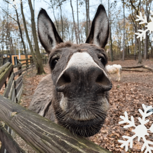Österreichischer Tierschutzverein - Weihnachtsaktion: Erfüllst du den Herzenswunsch von Mary?