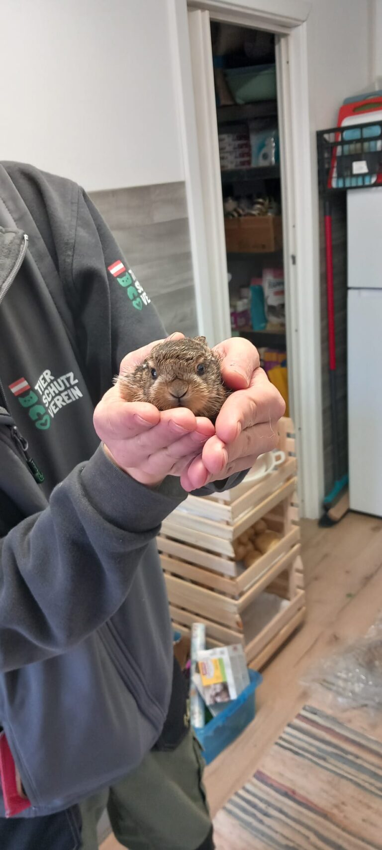 Feldhasenbaby Hermine am Assisi-Hof in Stockerau ©Osterreichischer Tierschutzverein