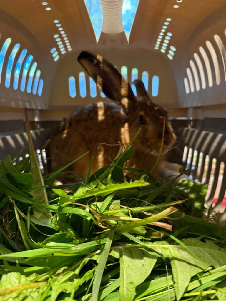 Auswilderung Feldhasenbaby ©Österreichischer Tierschutzverein