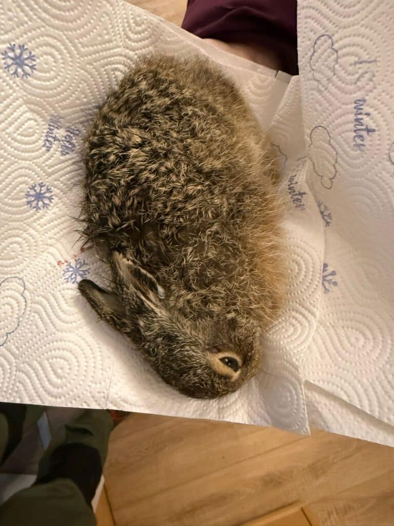 Feldhasenbaby nach Greifvogelattacke ©Österreichischer Tierschutzverein