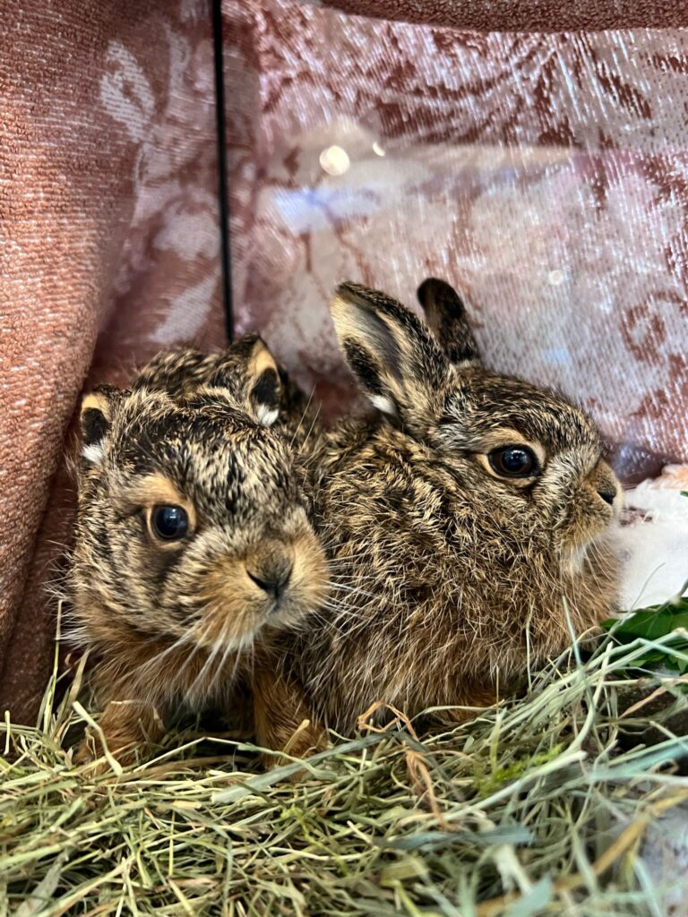 Feldhasenbabys Simon und Peter©OeTV