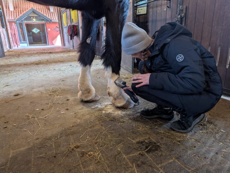 Fellpflege © Österreichischer Tierschutzverein