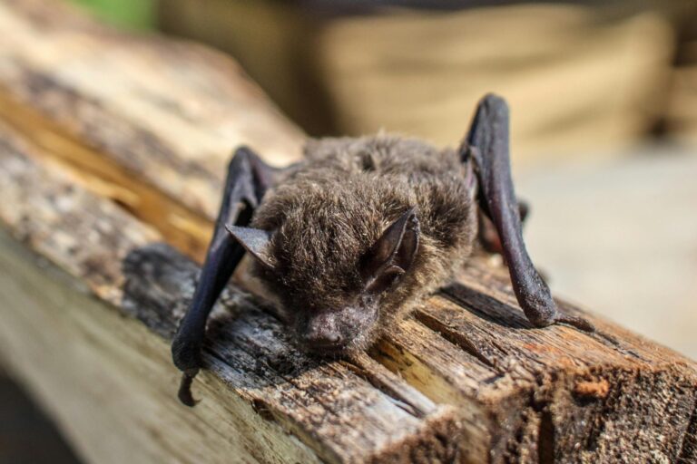 Fledermaus pexels-peter-scott