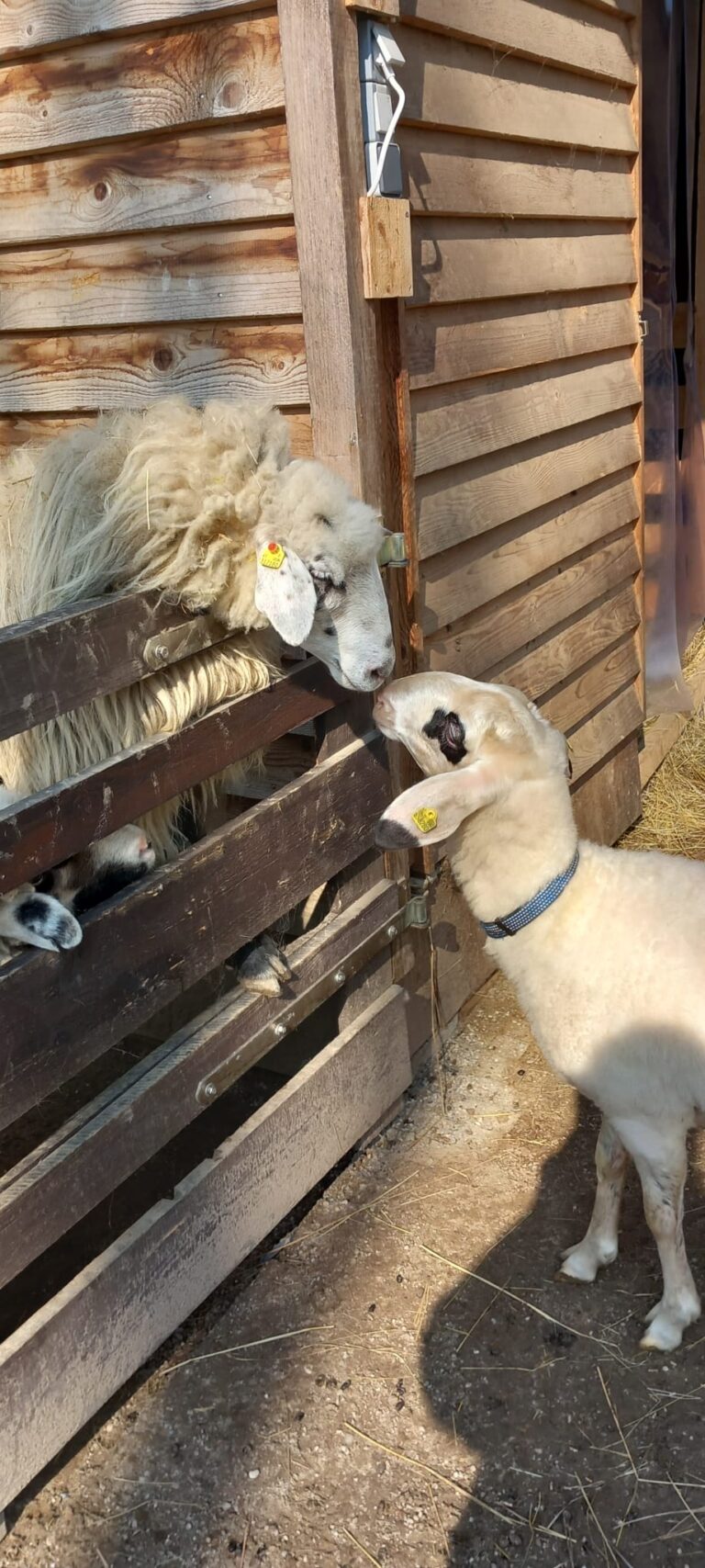 Forschungsschaf Susi und Freundin Lilly 2 OeTV