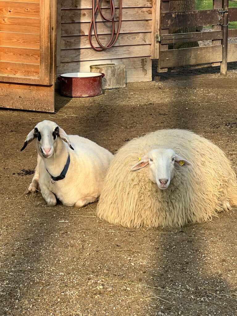 Forschungsschaf Susi und Freundin Lilly ©OeTV