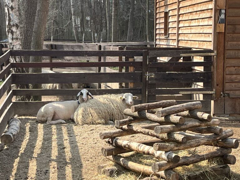 Forschungsschaf Susi und Lilly chillen 3 ©OeTV