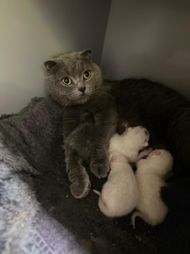 Frida und Kitten Kitten 3 ©OeTV