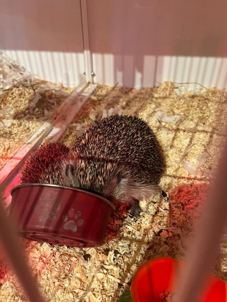 Fütterung Igel Mutter und Baby © OTV