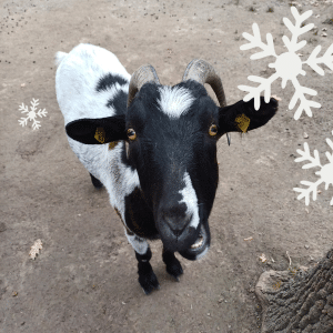 Österreichischer Tierschutzverein - Weihnachtsaktion: Erfüllst du den Herzenswunsch von Gauner?