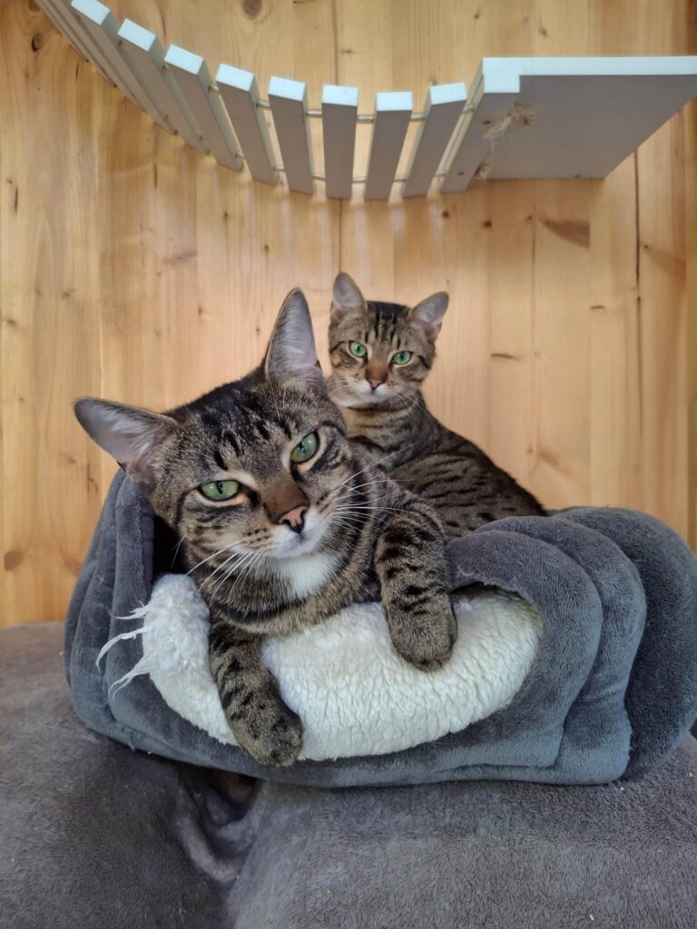 Gerettetet Streunerkitten Bruno und Berta ©ÖTV