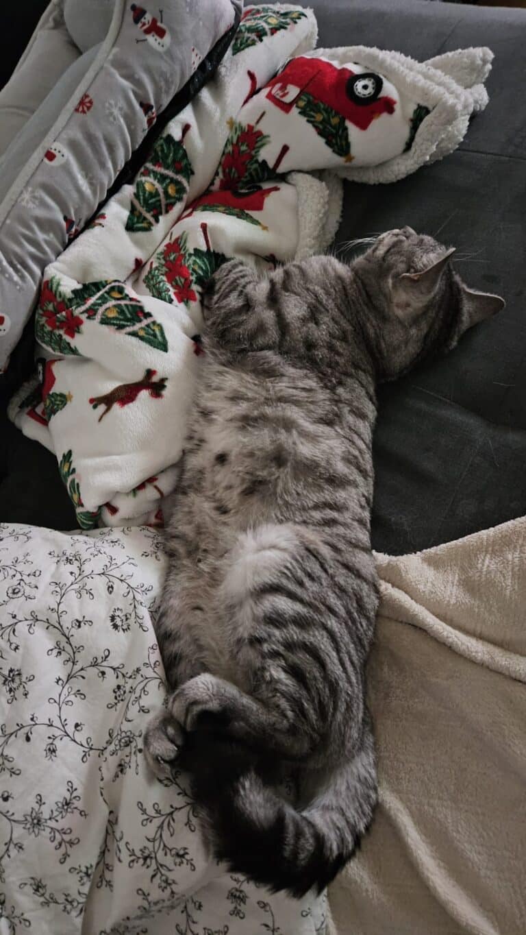 Gismo neues Zuhause ©ÖTV