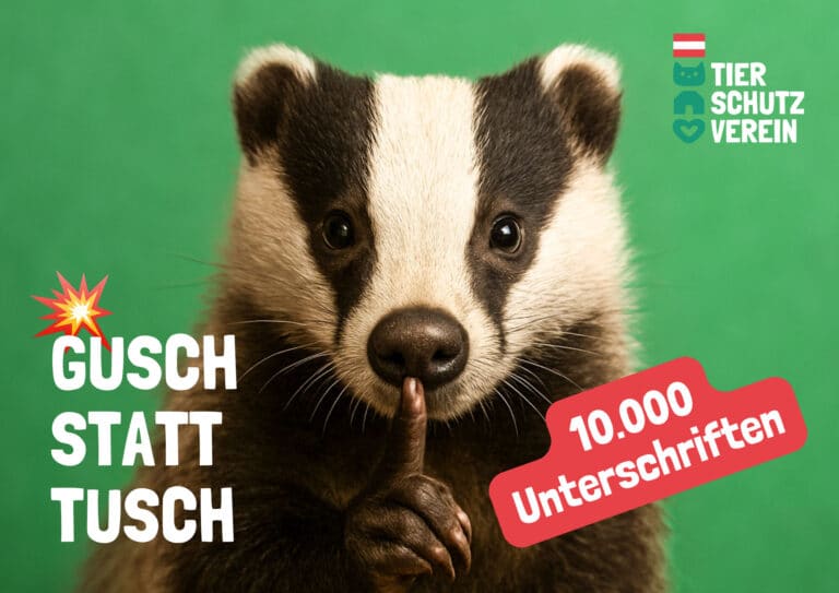 GuschStattTusch © OeTV